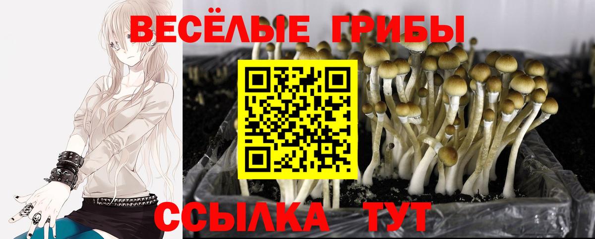 Галлюциногенные грибы Magic Shrooms Тамбов